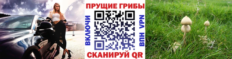 Галлюциногенные грибы MAGIC MUSHROOMS  Краснодар 